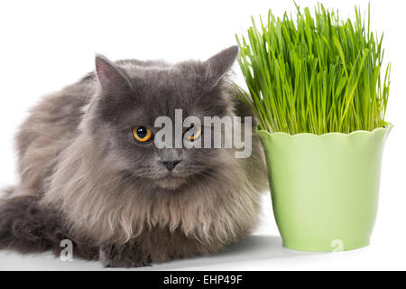 Perser Kätzchen sitzt in der Nähe von grass Stockfoto