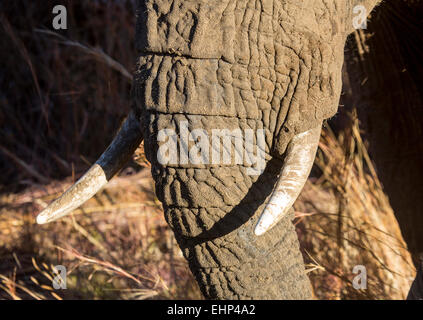 Nahaufnahme des afrikanischen Elefanten-Stoßzähne & Stamm Stockfoto