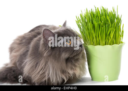 Perser Kätzchen sitzt in der Nähe von grass Stockfoto