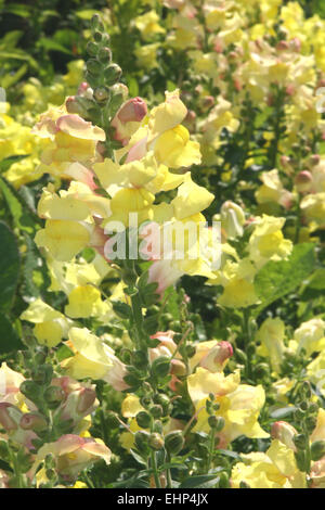 Blumen (Antirrhinum Majus) Stockfoto