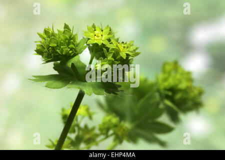 Frauenmantel, Alchemilla mollis Stockfoto