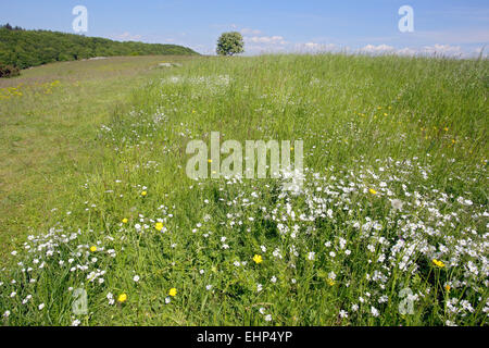 Heide mit Feld Vogelmiere, Cerastium arvense Stockfoto