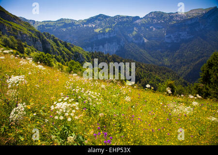 Wildblumen blühen im regionalen Naturpark Chartreuse, in der Nähe von Saint-Pierre de Chartreuse, Frankreich Stockfoto