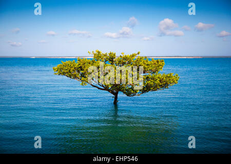 Mangrove bei Flut, Cygnet Bay, Dampier Peninsula, Western Australia, Australia Stockfoto