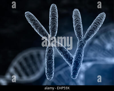 Mann und Frau Chromosomen mit Makro-Fokus-Effekt Stockfoto