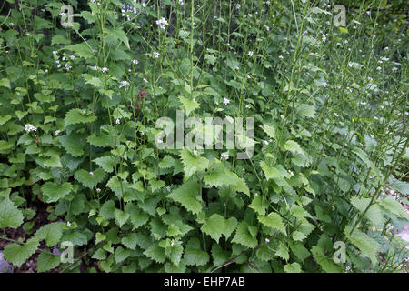 Knoblauchsrauke, Alliaria petiolata Stockfoto