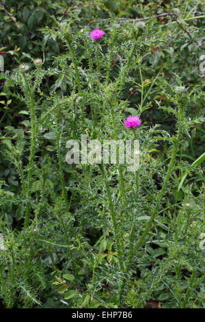 Blütenstandsboden Acanthoides, Spiny Plumeless Thistle Stockfoto