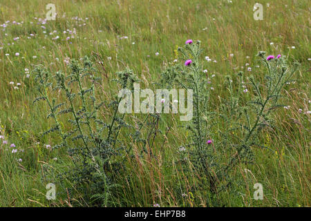 Blütenstandsboden Acanthoides, Spiny Plumeless Thistle Stockfoto