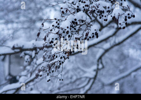 Die Niederlassung in den schneereichen Winter-Nachmittag Stockfoto