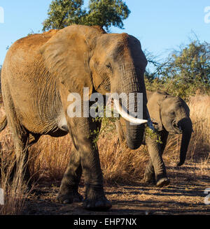 Afrikanische Elefanten im Busch Stockfoto