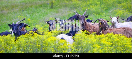 Eine Herde von Ziegen in einer Blumenwiese in Nord Euböa, in Evia Insel, Ägäis, Griechenland Stockfoto