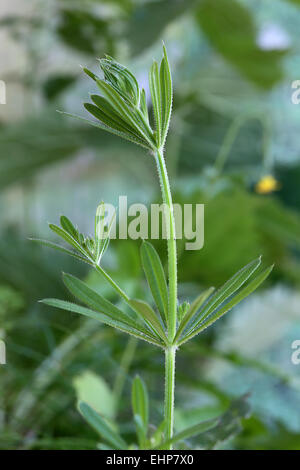 Stickywilly, Hackmesser, Galium aparine Stockfoto