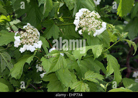 Viburnum Opulus, Guelder Rose Stockfoto