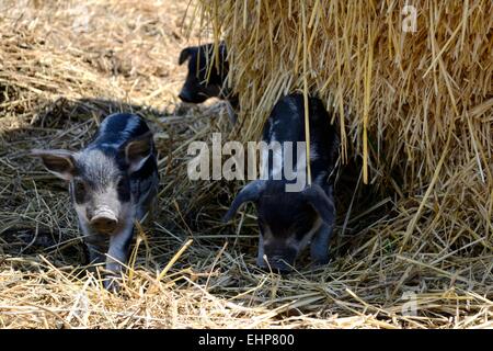 Mangalitza Ferkel Stockfoto