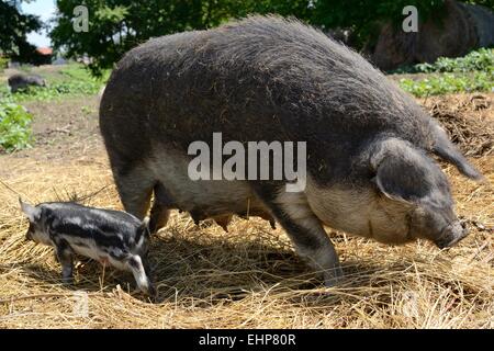 Schwein-Mutter mit ihrem Ferkel Stockfoto