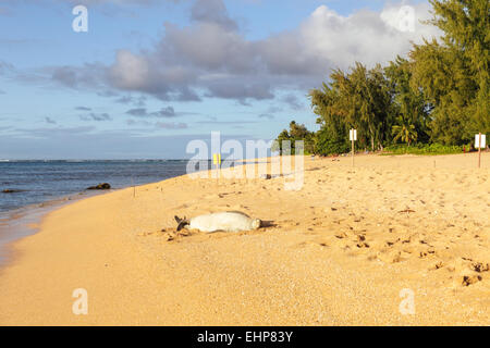 Hawaiianische Mönchsrobbe entspannt auf dem Sand, während Schnorchler an nahe gelegenen Tunnel Strand das Meer erkunden Stockfoto