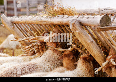 viele Ziegen mit Horn Essen auf dem Bauernhof Stockfoto