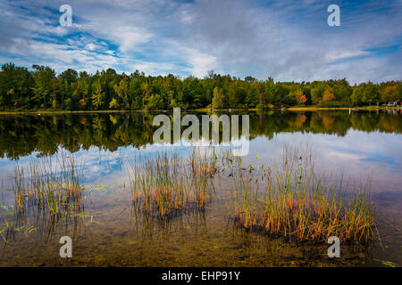 Frühe Herbst Reflexionen und Gräser in Toddy Teich in der Nähe von Orland, Maine. Stockfoto