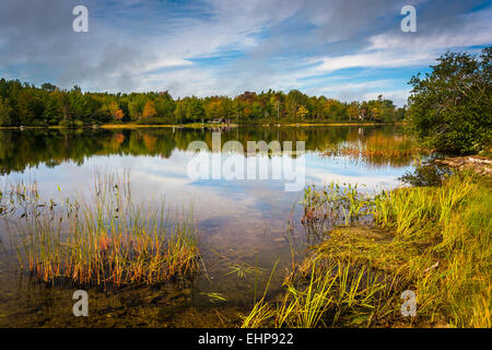 Frühe Herbst Reflexionen und Gräser in Toddy Teich in der Nähe von Orland, Maine. Stockfoto