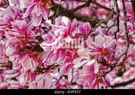 rosa Blüten der Magnolie Stockfoto