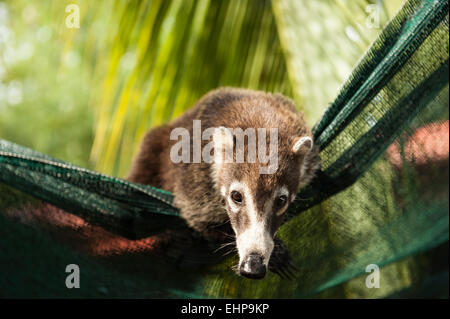 Weibliche weiße Nase Nasenbär verwendet Landschaft Stoff als eine Hängematte Stockfoto