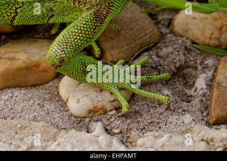 Grüner Leguan Füße am Fels Stockfoto