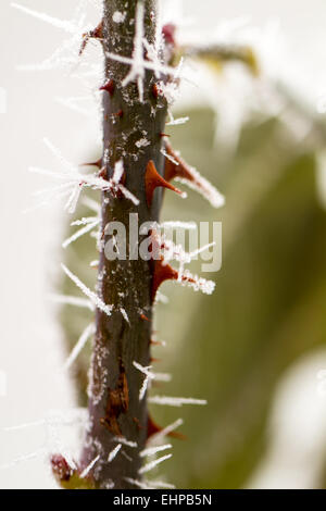 Rime auf Rosendorn Stockfoto