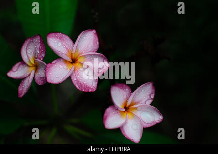 Frangipani-Blüten Stockfoto