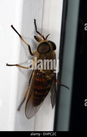 Tabanus Sudeticus, dunkle Riesen Pferdefliege Stockfoto