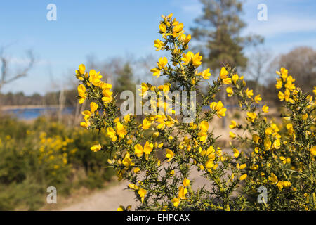 Gelbe Stechginster (Ulex Europaeus) bei Frensham Teiche in der Nähe von Farnham, Surrey, Großbritannien im Frühjahr an einem sonnigen Tag Stockfoto