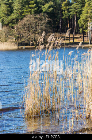 Schilf und Blick auf den See in Frensham Teiche in der Nähe von Farnham, Surrey, UK Stockfoto