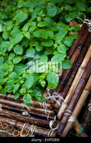 Nahaufnahme von Pflanzen in einem Bambus-container Stockfoto