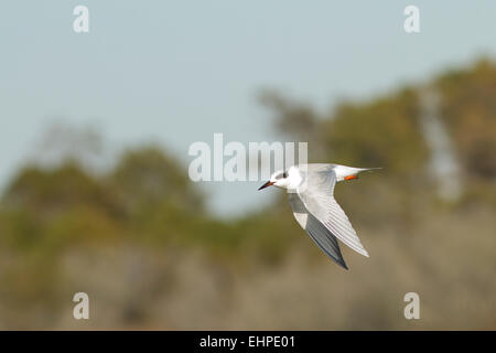 Forsters Seeschwalbe (Sterna Forsteri) im Flug Stockfoto