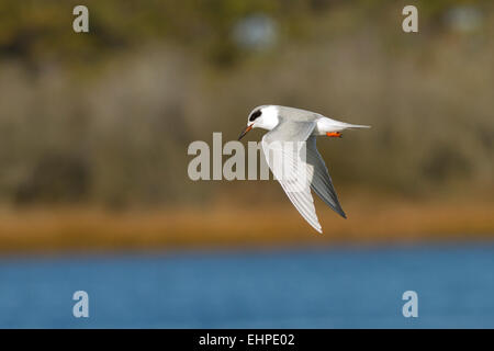 Forsters Seeschwalbe (Sterna Forsteri) im Flug Stockfoto