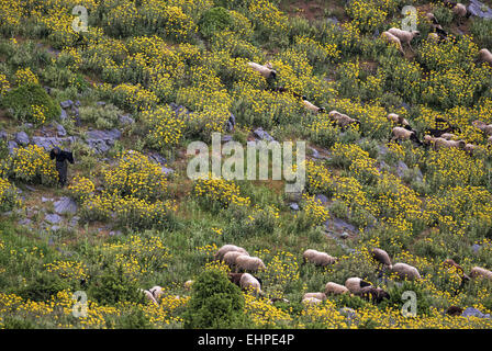 Eine Herde von Schafen und Ziegen mit einer alten Frau Schäfer in einer Blumenwiese in Nord Euböa, Evia Insel, Ägäis, Griechenland Stockfoto