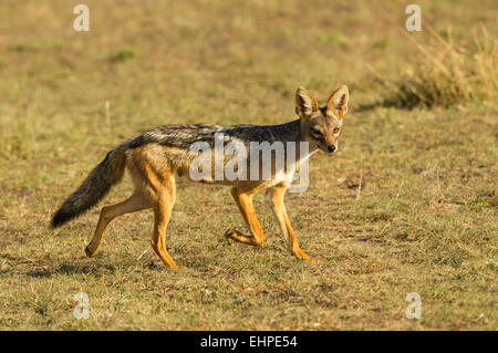 Black-Backed Jackal (Canis Mesomelas) zu Fuß, Blick in die Kamera Stockfoto