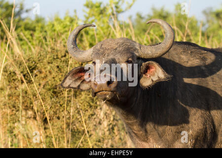 Afrikanische oder Cape, Büffel (Syncerus Caffer) closeup Stockfoto