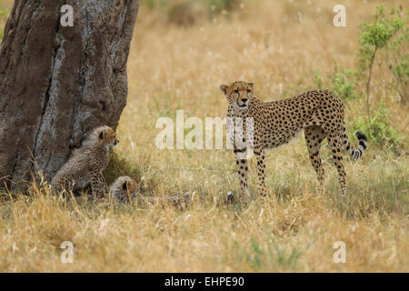 Gepard (Acinonyx Jubatus) Mutter mit jungen Stockfoto