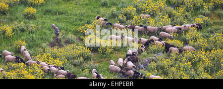 Eine Herde von Schafen und Ziegen mit einem alten Schäfer in einer Blumenwiese in Nord Euböa, in Evia Insel, Ägäis, Griechenland Stockfoto