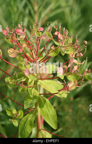 Euphorbia palustris Stockfoto