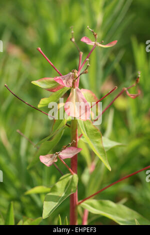 Euphorbia palustris Stockfoto