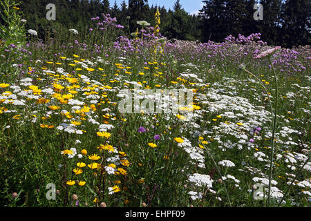 Sommerwiese, trockenen Ruderale vegetation Stockfoto