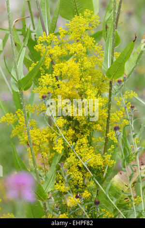 Galium Verum, gelbes Labkraut Stockfoto