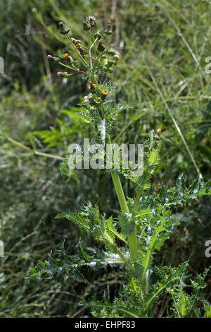 Scharfe gesäumten Sow Thistle, Sonchus asper Stockfoto