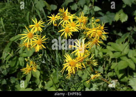 Senecio Jacobaea, gemeinsame Kreuzkraut Stockfoto