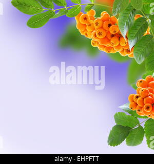 Rowan Zweige mit Früchten. Stockfoto