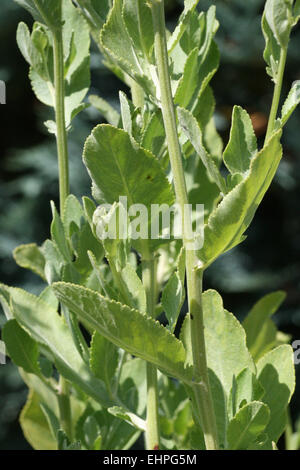 Costmary, Alecost, Balsam Kraut, Bibel Blatt oder min Stockfoto