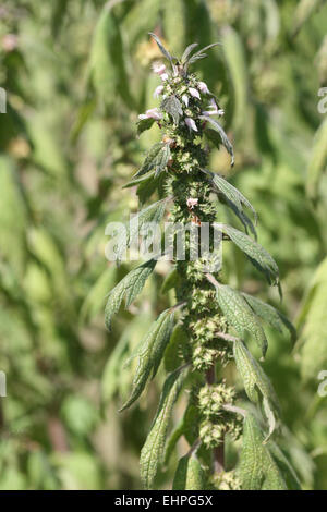 Motherwort Stockfoto