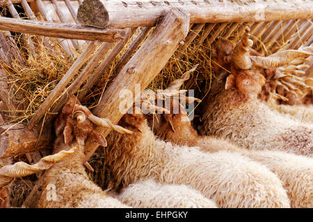 viele Ziegen mit Horn Essen auf dem Bauernhof Stockfoto