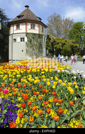 blühende Tulpen im Park Mainau, Bayern Stockfoto